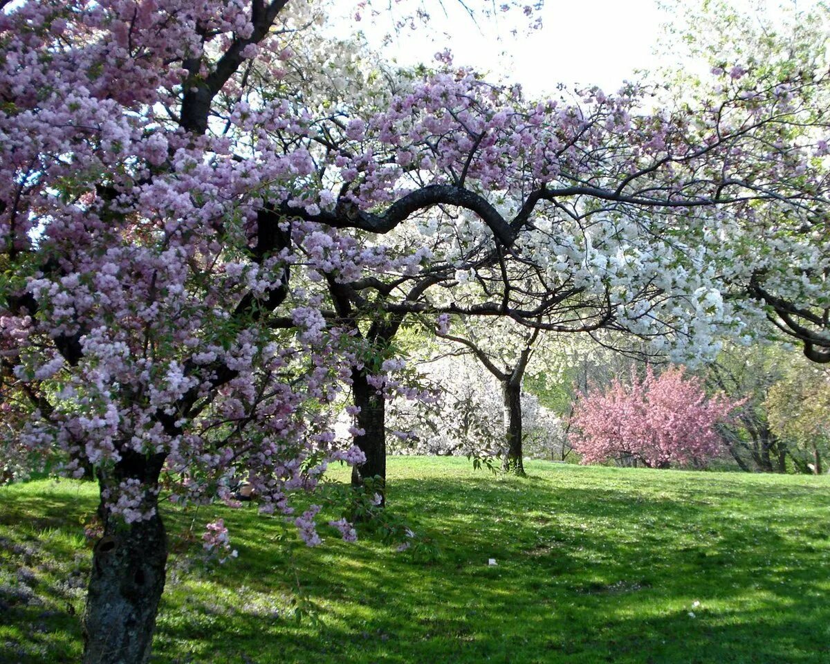Красивое весеннее дерево. Сад Кавати Фудзи. Цветущее дерево. Цветение деревьев. Деревья в цвету.