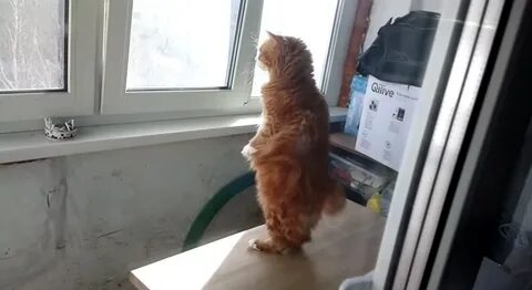 Стоит кот видео