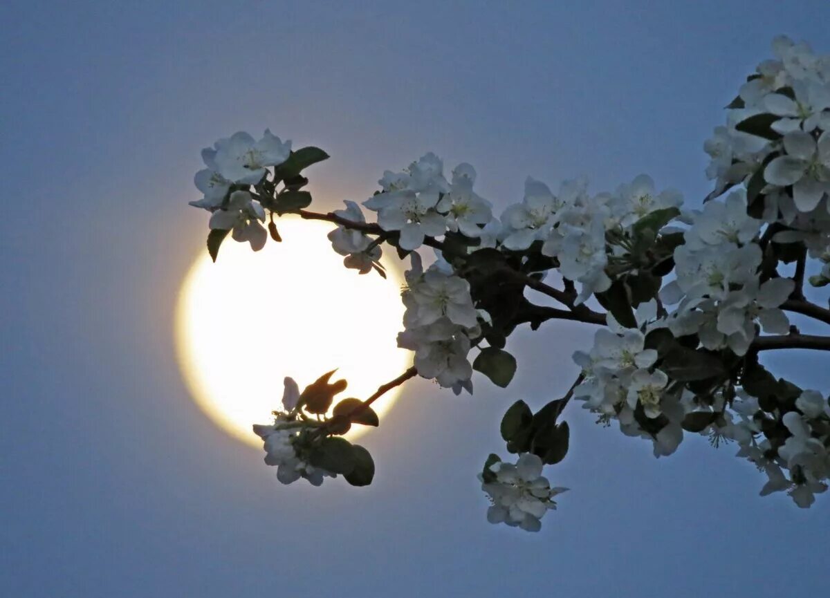 Луна апрель май. Весенняя ночь. Яблони в цвету вечер. Яблоня в цвету ночью.