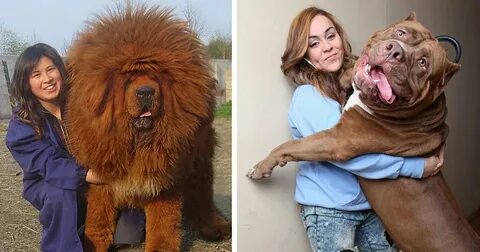 Маленький лучше слишком большой