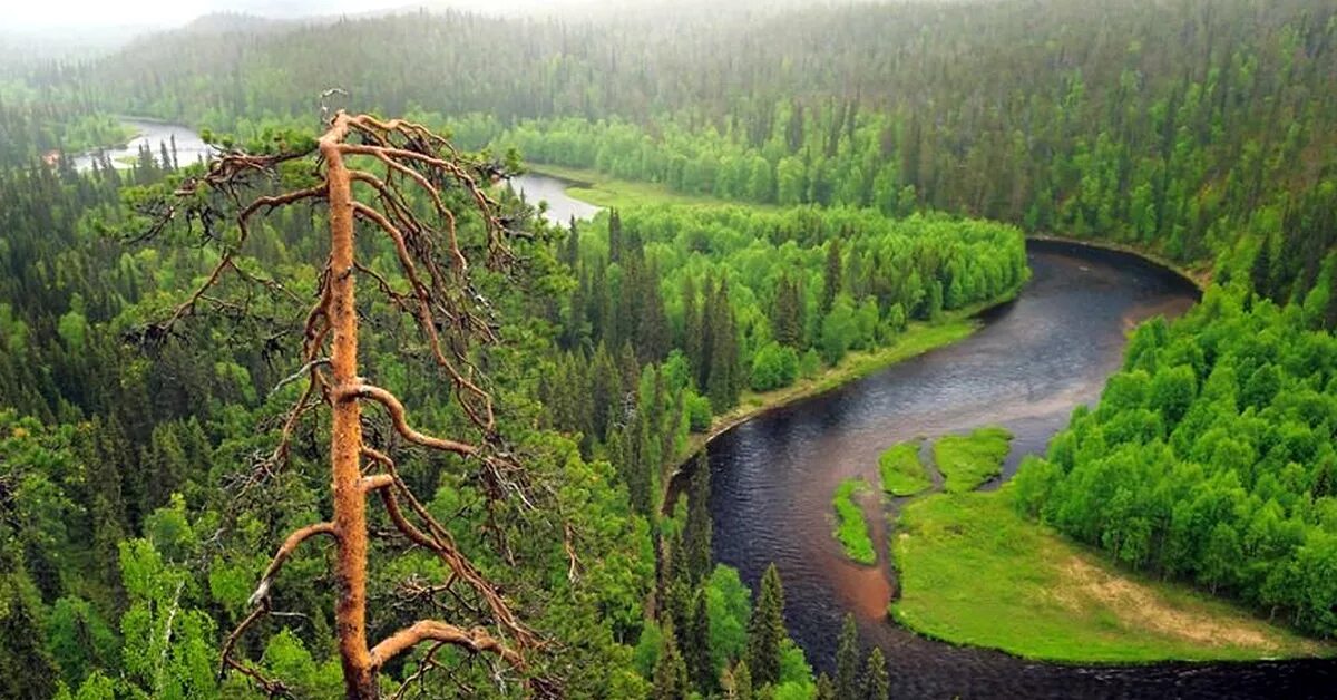 Природа северо запада района. Северовосточно-Сибирская Тайга. Сибирский лес Сибирская Тайга. Тайга Северо Запада Сибирь. Европейская Тайга России.