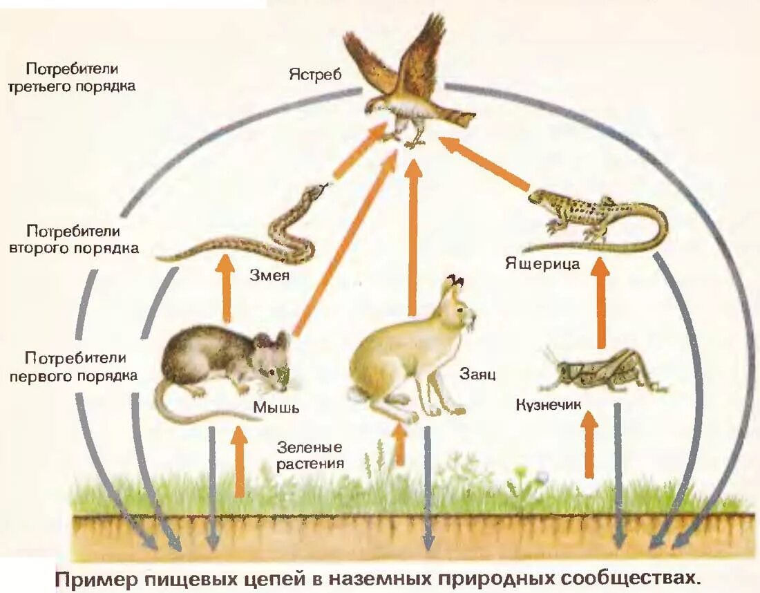 Природное сообщество является сложной природной системой. Пищевая цепь круговорот веществ в природе. Цепь питания круговорот веществ в природе. Пищевые связи цепи питания схема. Пищевая цепочка в природе круговорот.