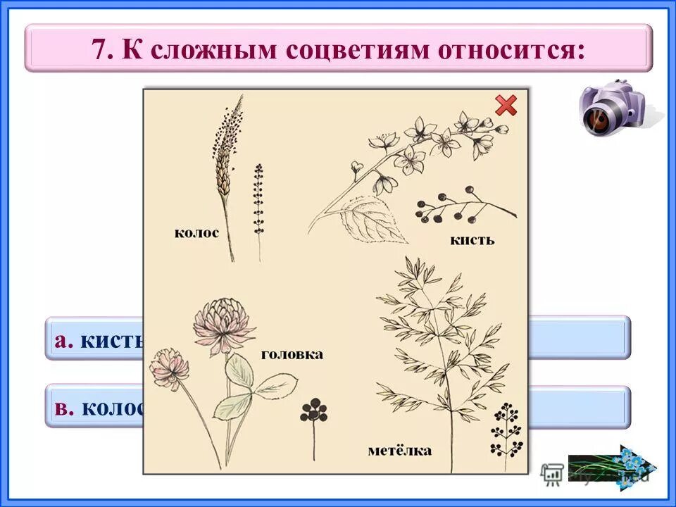 Какое из перечисленных соцветий относят к сложным