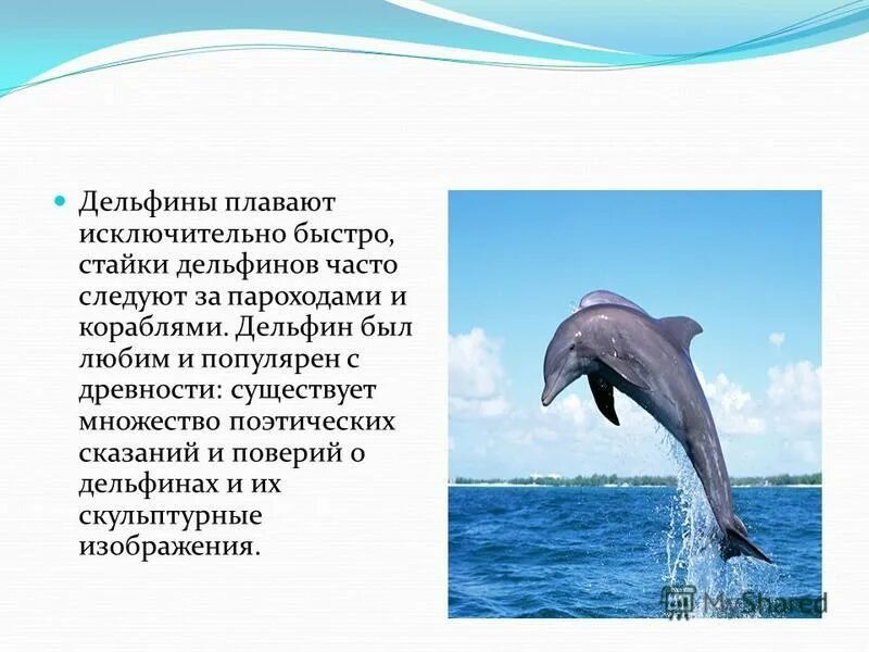дельфин скорость км/ч. дельфины помогают загонять рыбу в сети. дельфины. дельфины провожают корабли. рыба меч скорость км/ч.