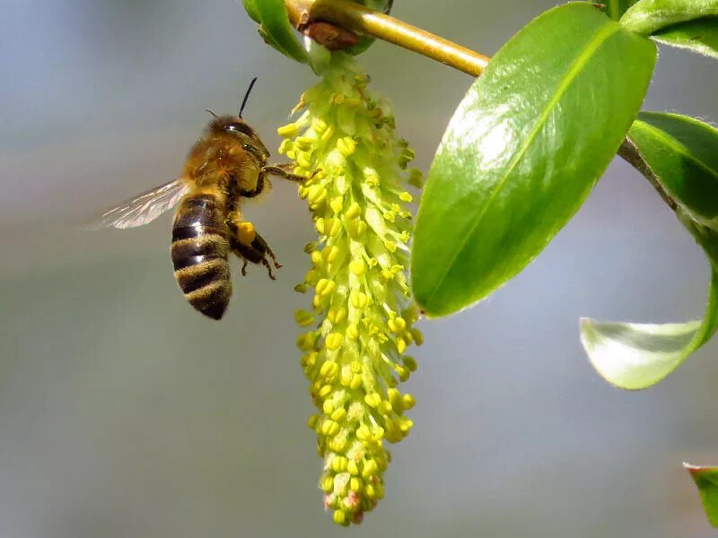 Цветет ива вокруг нее летают шмели. Липа Цветущая и Шмель. Пчела опыляет яблоню. Пчелки весной.