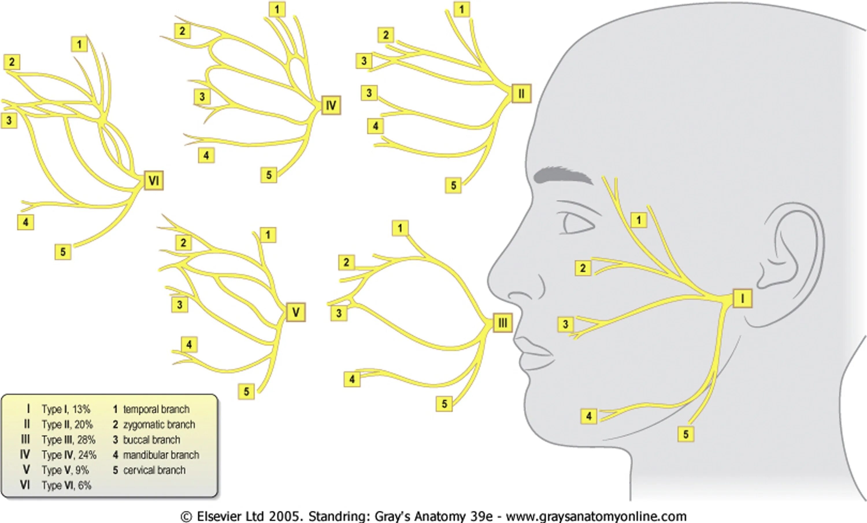 Лицевой нерв тесты. Лицевой нерв. Лицевой нерв анатомия. Лицевой нерв схема.