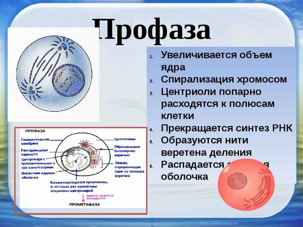 Профаза анафаза телофаза метафаза интерфаза. Профаза 1 и профаза 2. Профаза 2 митоз. Митоз профаза пахитена зиготена.