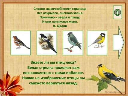 Укажи птицу