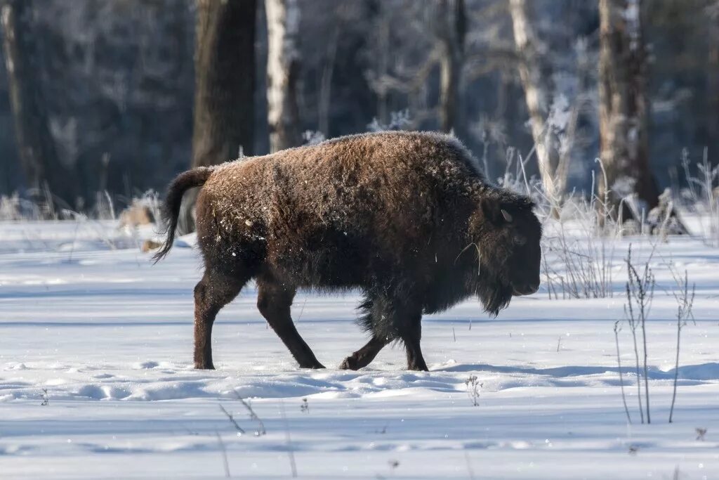 Животные Республики Саха Якутия. Звери Якутии. Какие животные обитают в Якутии. Вымершие животные Якутии. Якутия 114