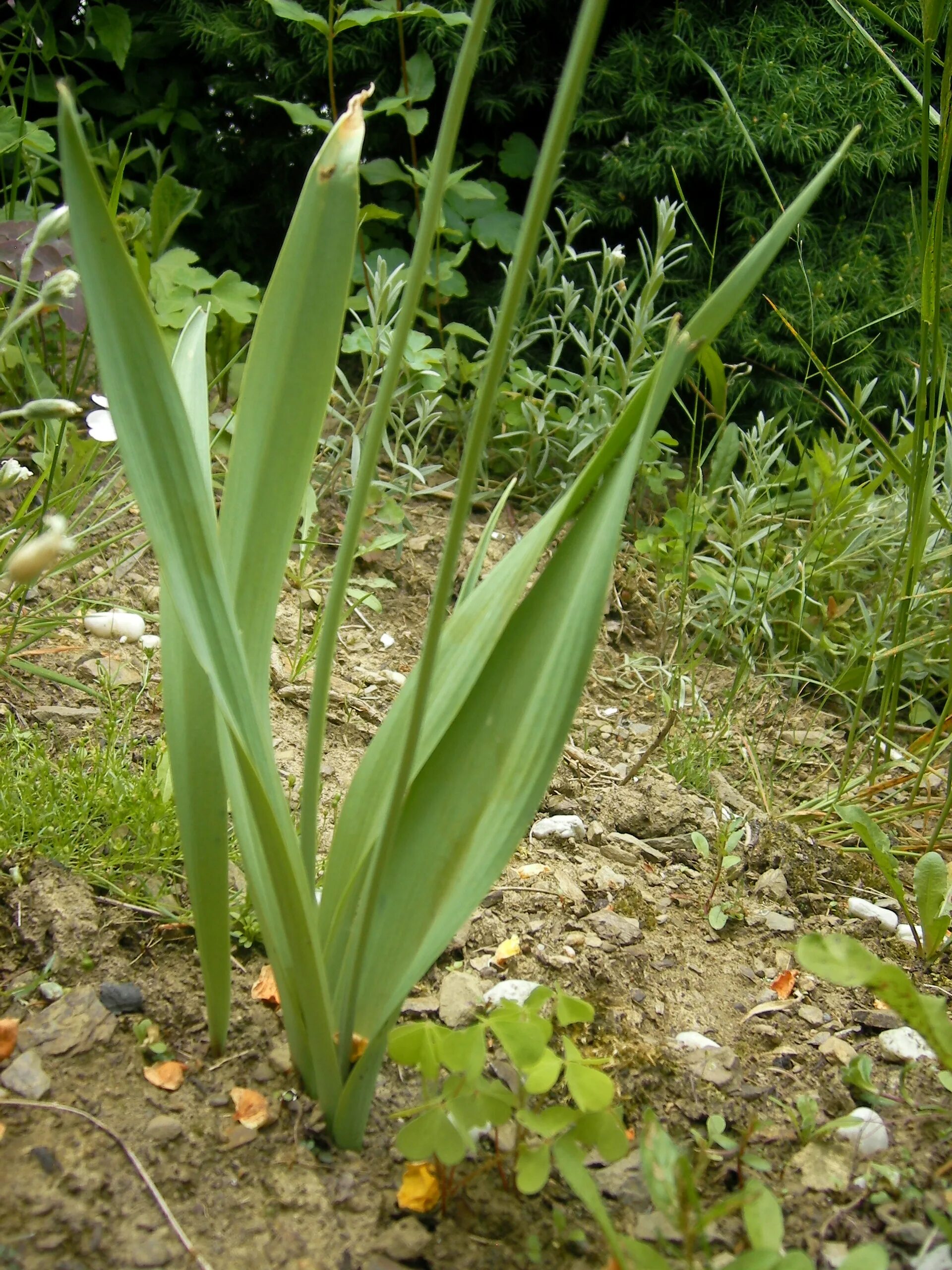 Лук молли фото. Allium Moly. Allium Moly - лук моли. Лук Молли луковицы. Декоративный лук Молли.