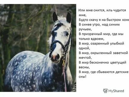 Лошади нападают во сне