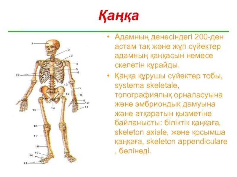 Скелет человека имеет 4 отдела. Строение скелета человека схема. Строение скелета человека ЕГЭ биология. Строение скелета человека ОГЭ биология. Схема скелет человека 8 класс биология.