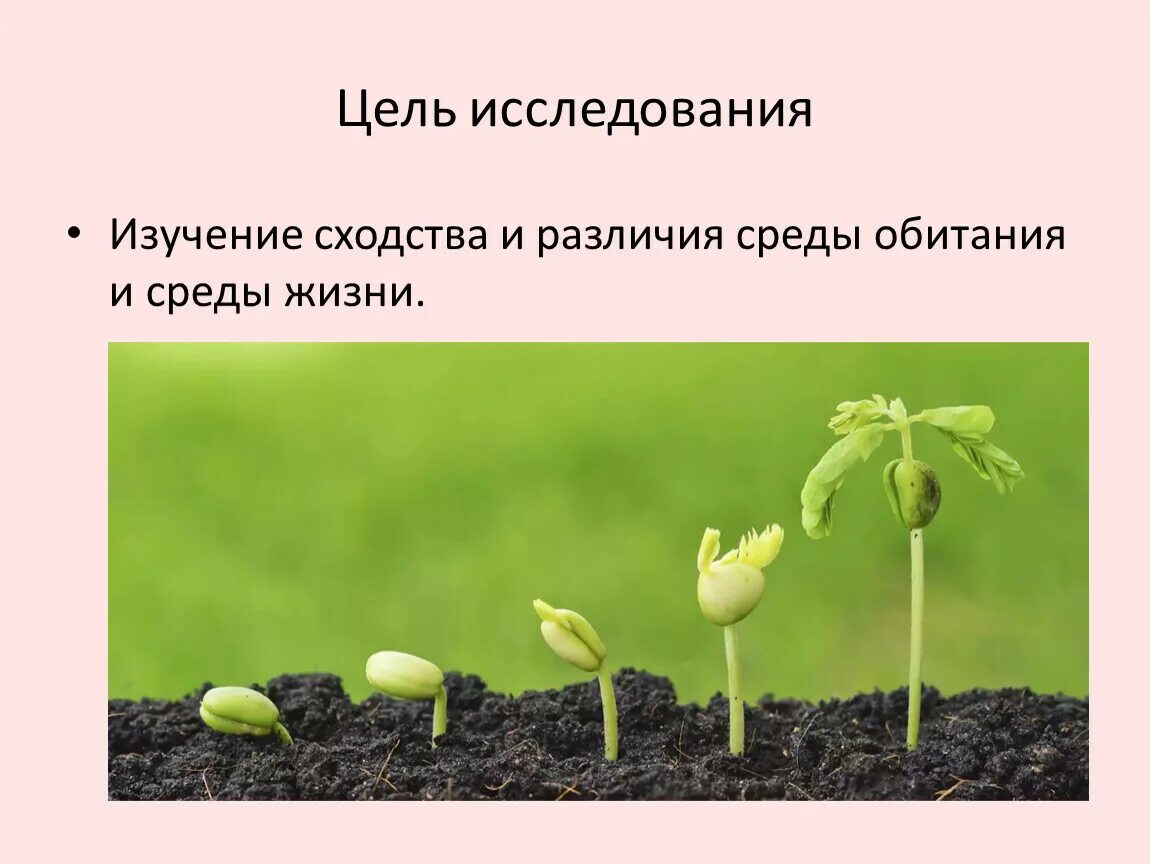 Факторы жизненной среды. Среды обитания сходства и различия. Сходство среды обитания и среды жизни. Доклад на тему среда. Сходство и различия среды обитания и среды жизни сходства и различия.