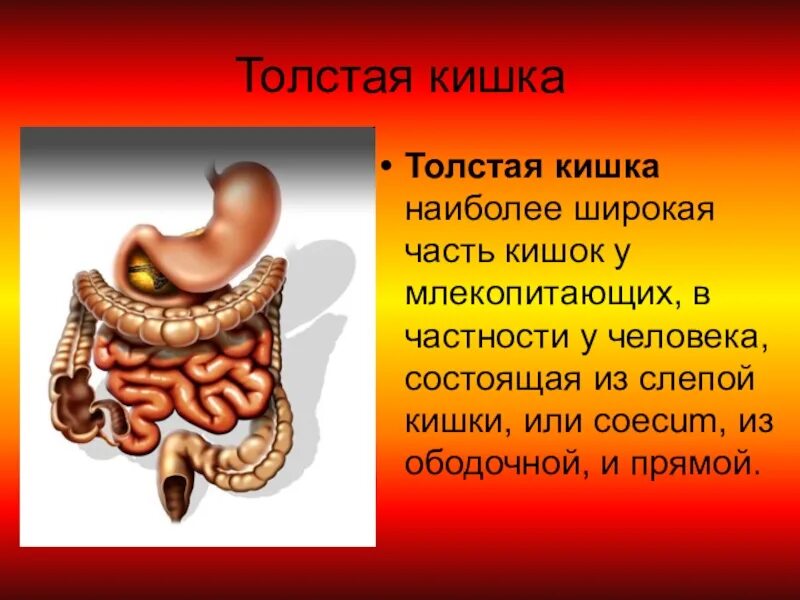 Толстый кишечник человека. Строение кишечника человека. Толстый кишечник млекопитающих. Олстый кишечник человека"..