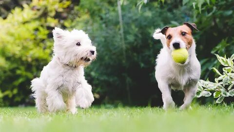 Top pets