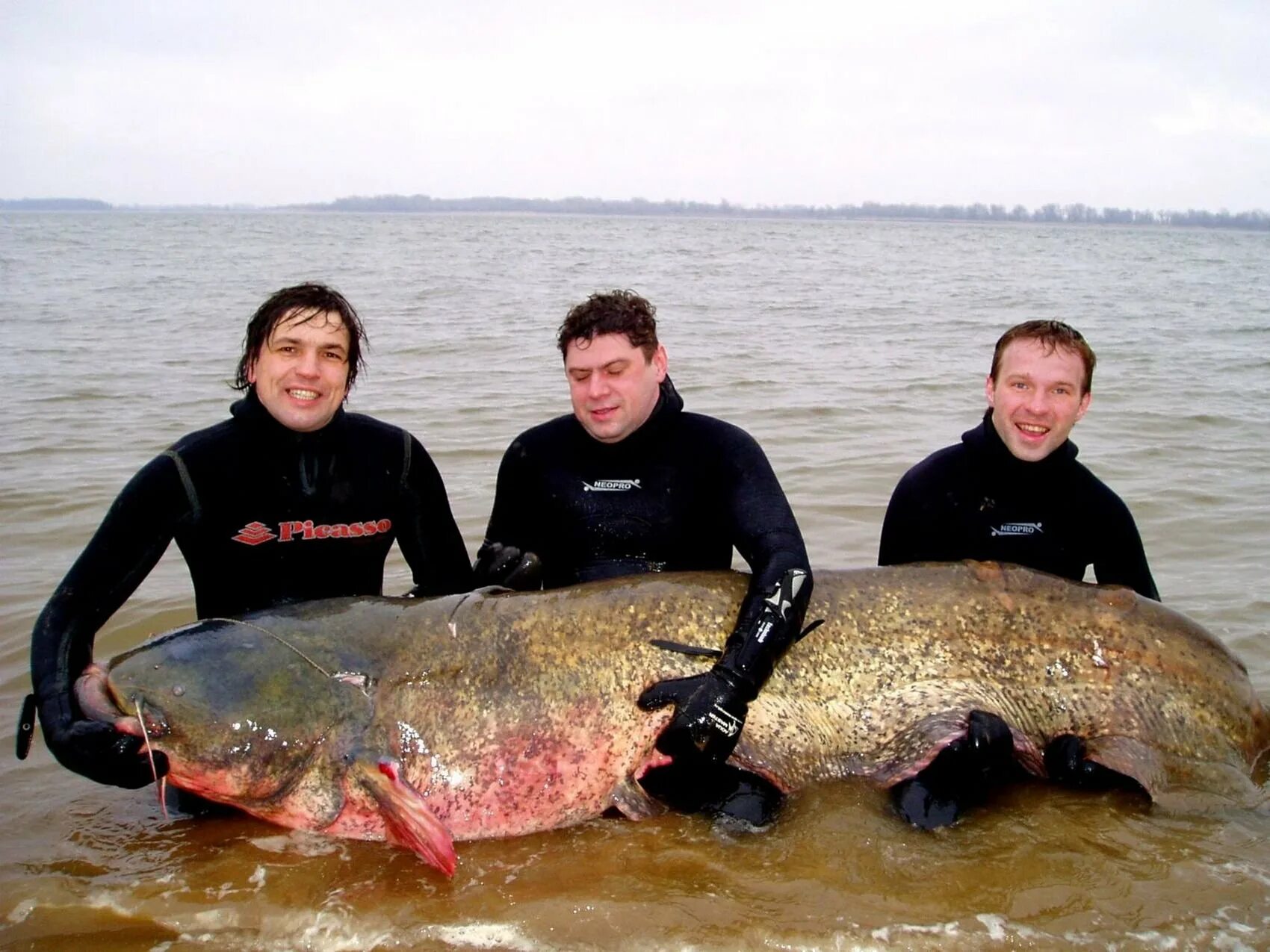 Сравнение размеров рыб. Самый большой сом пойманный в мире. Самый большой выловленный сом в мире. Гигантский сом людоед самый большой в мире.