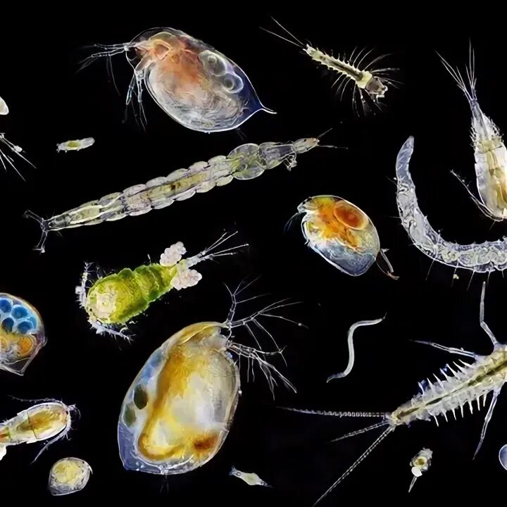 Фитопланктон и зоопланктон