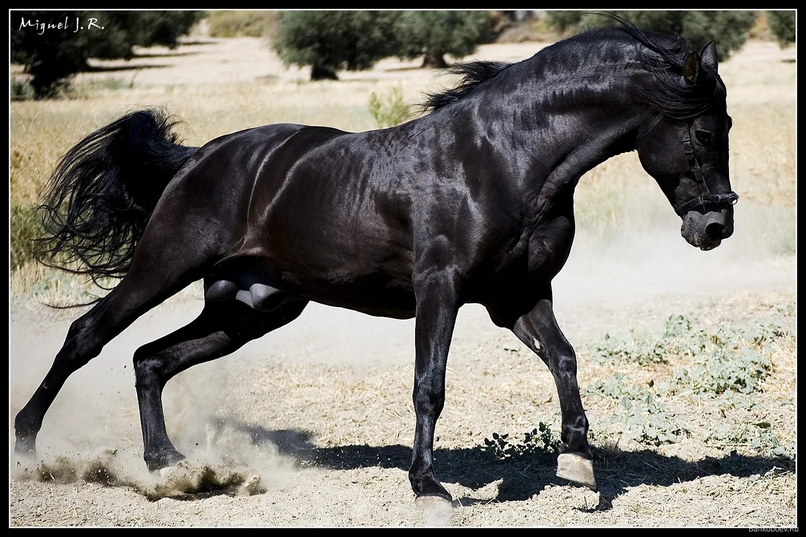Лошадь черный. Черный конь фото. Лошадь коричневая и черная. Черная лошадь Беговая. Про черного коня