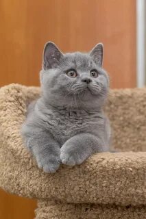 Котята британцы в недорого москва