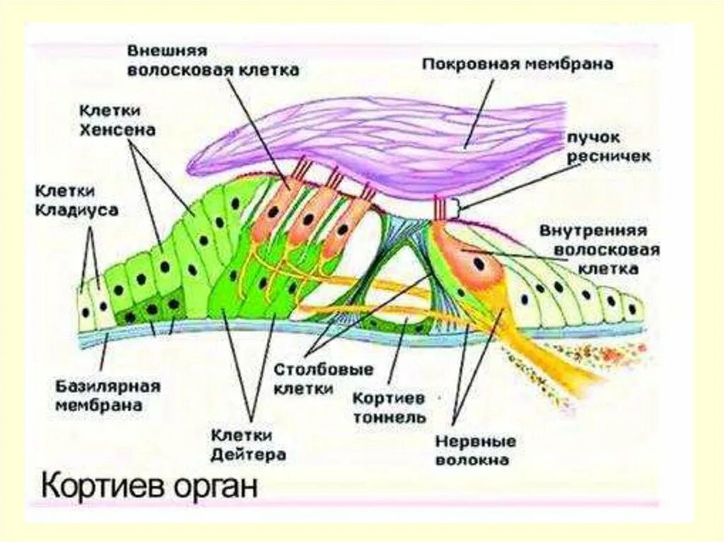 Кортиев орган слуха. Кортиев орган покровная мембрана. Схема Кортиева органа гистология. Кортиев орган в улитке внутреннего уха. Слуховой анализатор Кортиев орган.