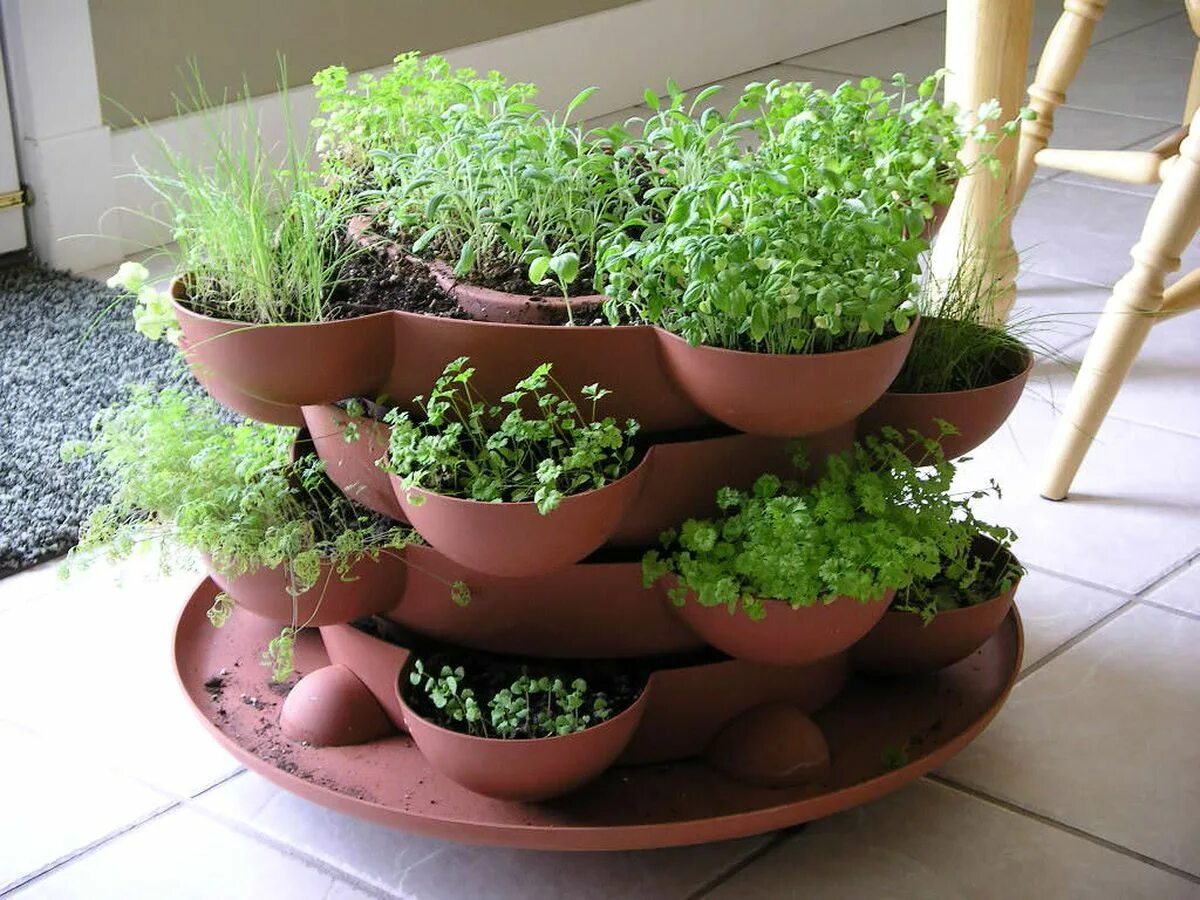 Какое растение вырастить дома. Огород на подоконнике. Мини огородик на балконе. Зелень в горшке. Садик с пряными травами.