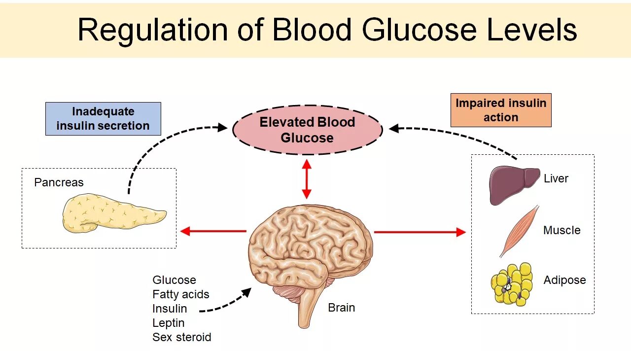 Головной мозг печень кровь. Blood Sugar Regulation. Glucose in Blood. Insulin Blood concentration. Concentration of Insulin in Blood.