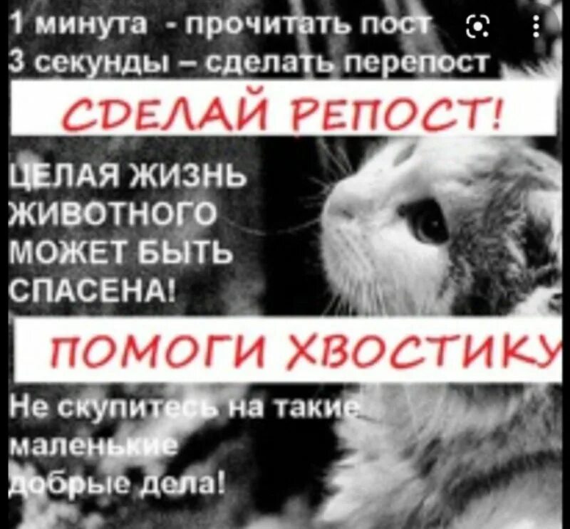 Я есть помощь животным. Делайте репосты помогайте животным. сделайте репост - помогите животным. репост спасает жизнь. ищем дом сделайте репост.