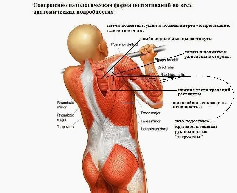 Почему мышца. Мышцы поднимающие плечо. мышца между лопаткой и позвоночником. болит плечевая мышца. мышцы под рукой.