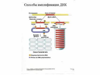 Амплификация генов это