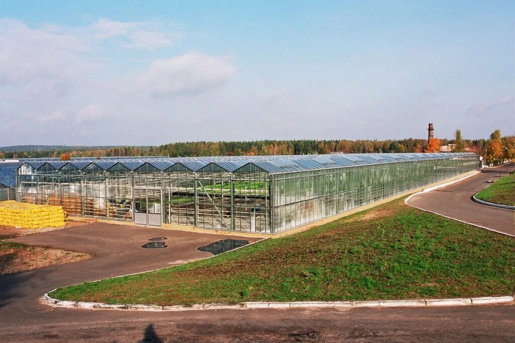 Тепличный комбинат мачулищи. Теплицы электросталь. Минский парниково-тепличный комбинат. Парниково-тепличный комбинат минск. Журиничи теплицы.