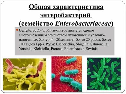 Патогенные микроорганизмы относятся
