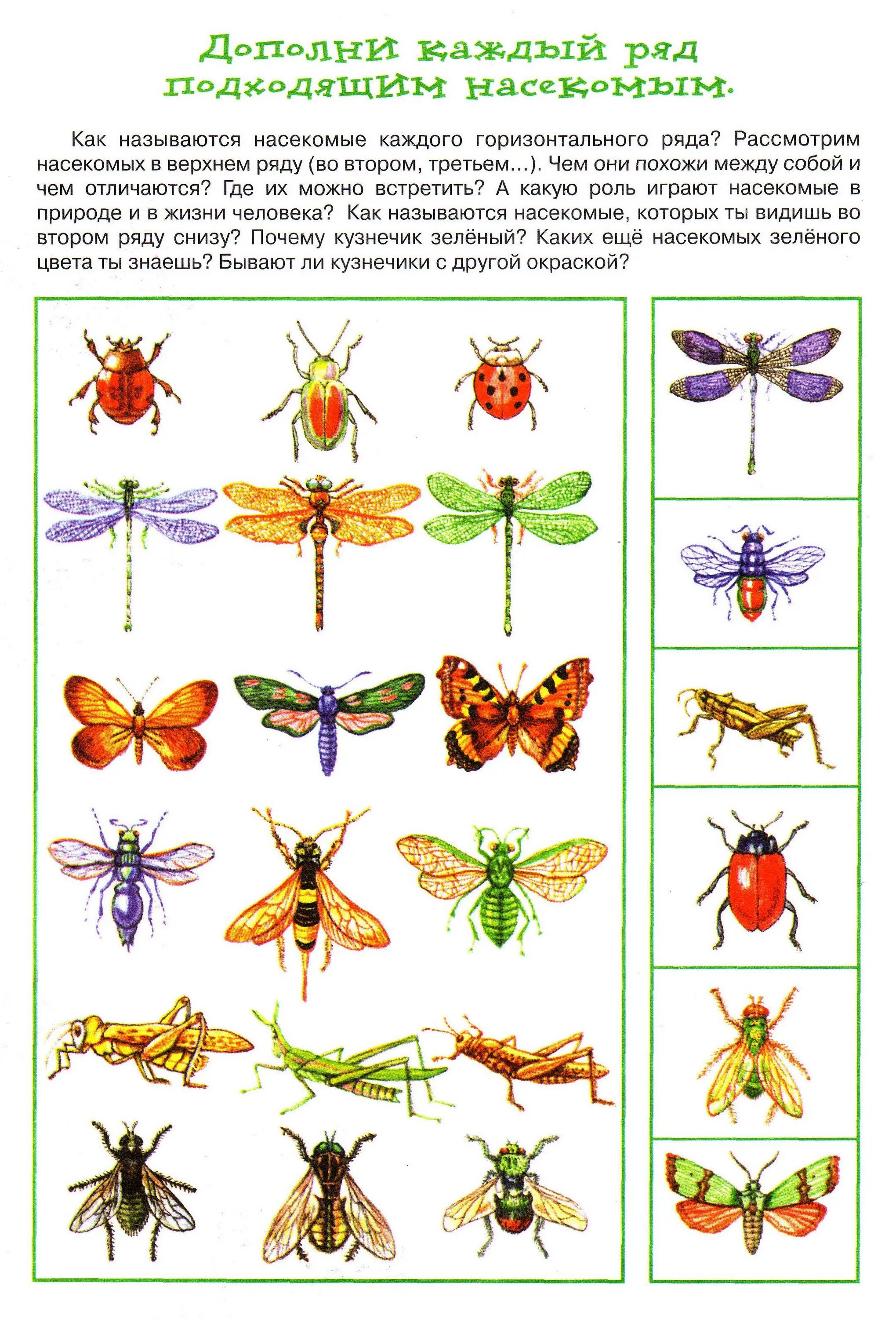 Насекомые для дошкольников. Насекомые задания для дошкольников. Тема насекомые для дошкольников. Насекомые материал для дошкольников.