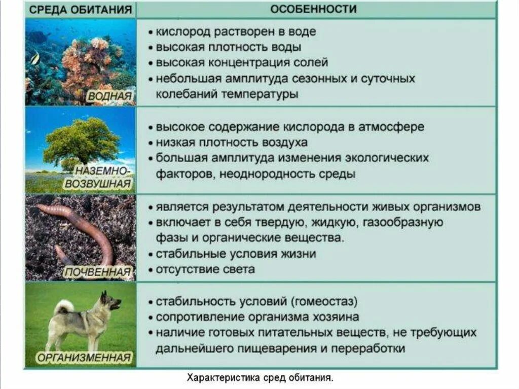 Какие среды обитания освоил клен. Среда обитания. Среды обитания организмов. Среда. Средопитания организмов.