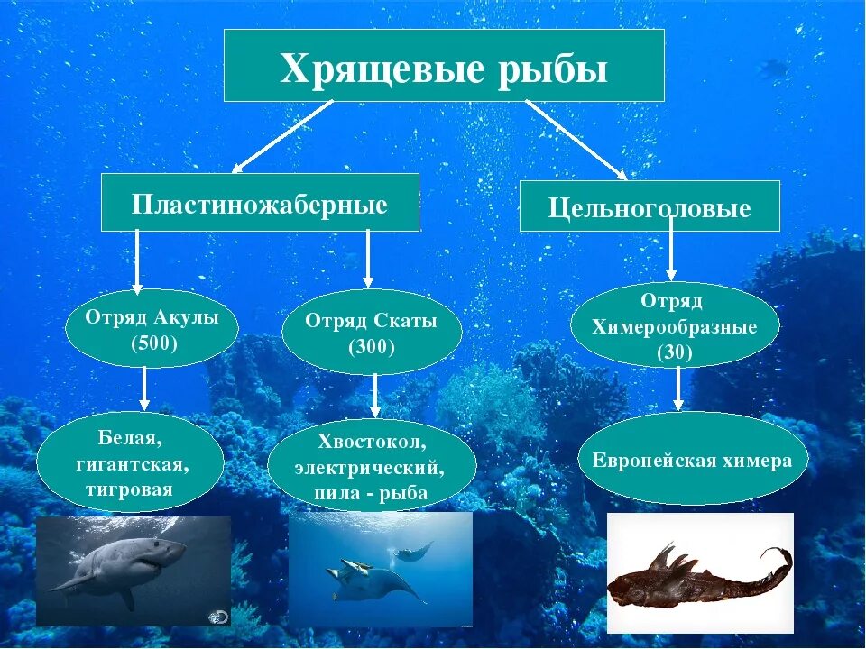 Урок класс рыбы 7 класс. Отряды и представители хрящевых рыб. 3 Представителей хрящевых рыб. Основные отряды класса хрящевых рыб. Хрящевые рыбы акулы представители.