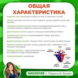 Брейн макс инструкция