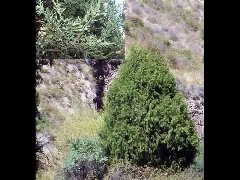 Juniperus thurifera - Wikipedia