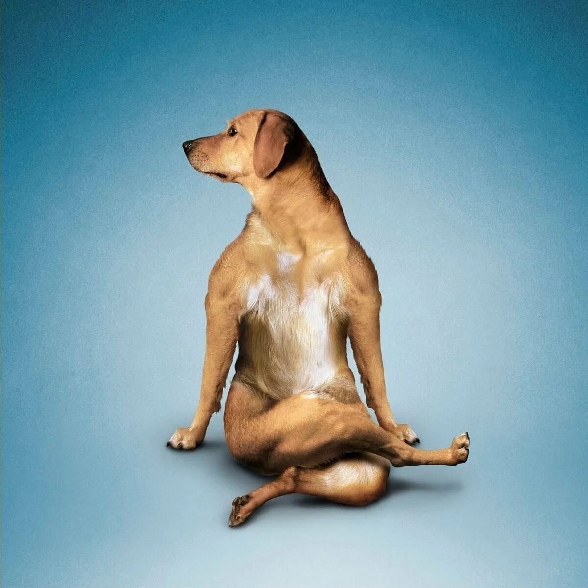Собака йог. Собака йога. Поза собаки. Позы животных в йоге. Живые позы.