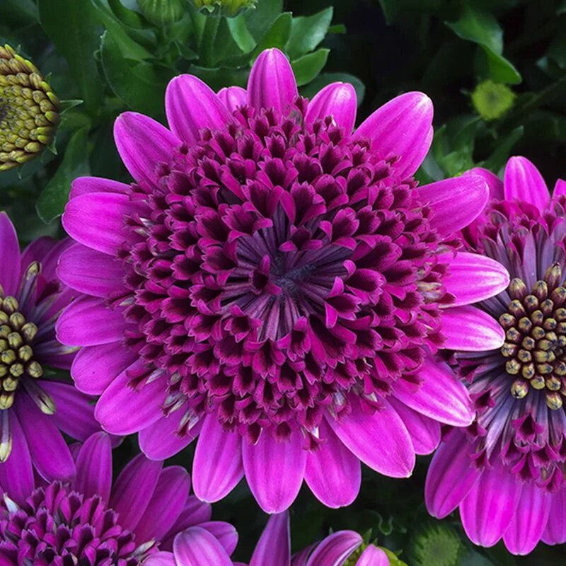 Сиреневые цифры. Фиолетовый зал. Фиолетовый цвет в интерьере. Фиолетово 18. Фиолетовый цвет в интерьере.