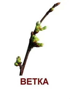 Идеал том 1 ветки