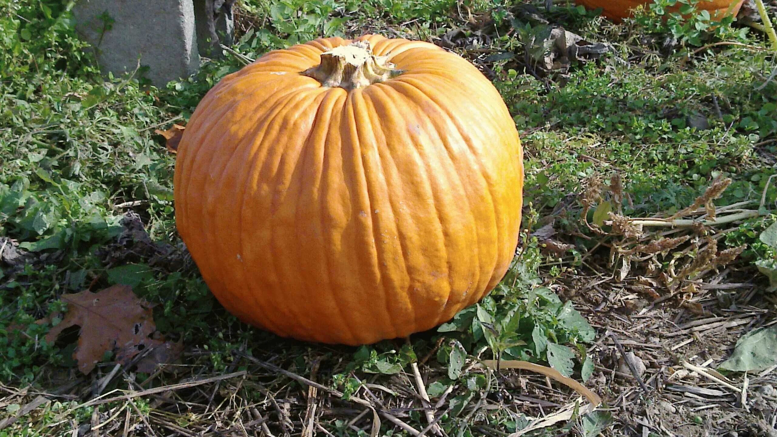 Тыква нельсон f1. Тыква сибель. Тыква мускатная твердокорая. Тыква для сватов 5. Тыква крупноплодная хэллоуин.