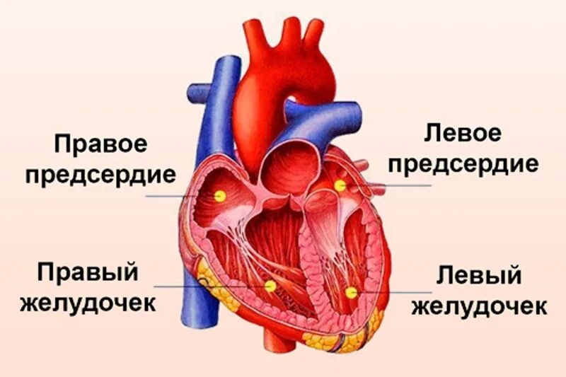 Левый желудочек сердца человека