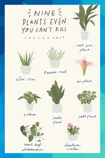 Kills plants