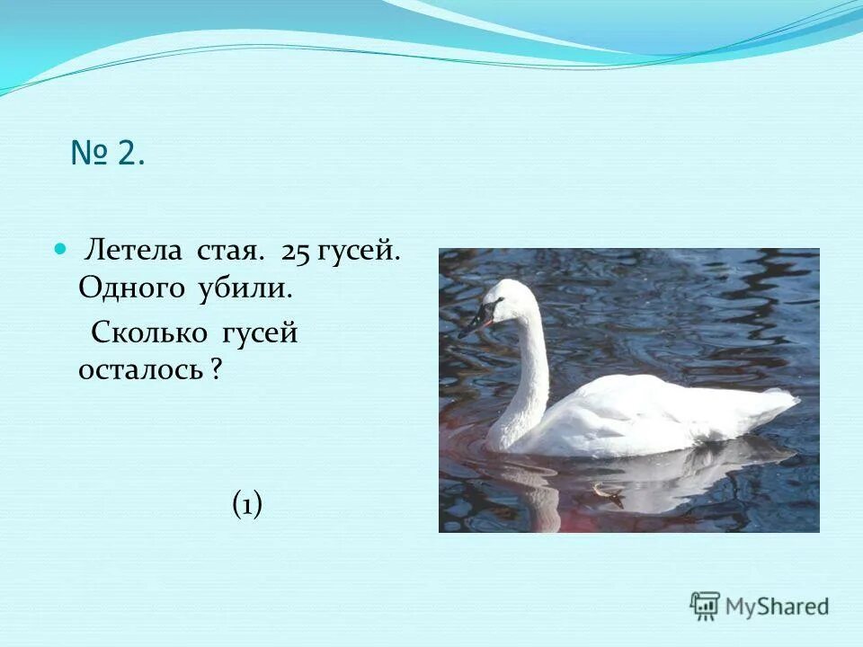 Загадка летит стая совсем небольшая сколько. Летела стая гусей одного убили сколько осталось. летела стая 25 гусей одного убили сколько осталось. задача про гусей летела стая гусей один. сколько пролетают гуси.
