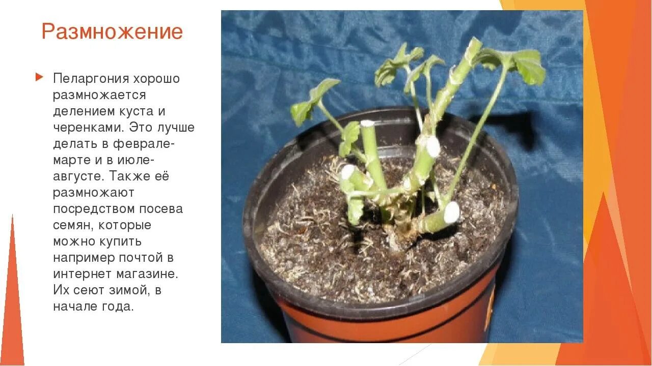 Укоренение пеларгонии в воде. Лимонная герань размножение. черенкование герани таблица. вегетативное размножение пеларгонии. размножение герани стеблевыми черенками.