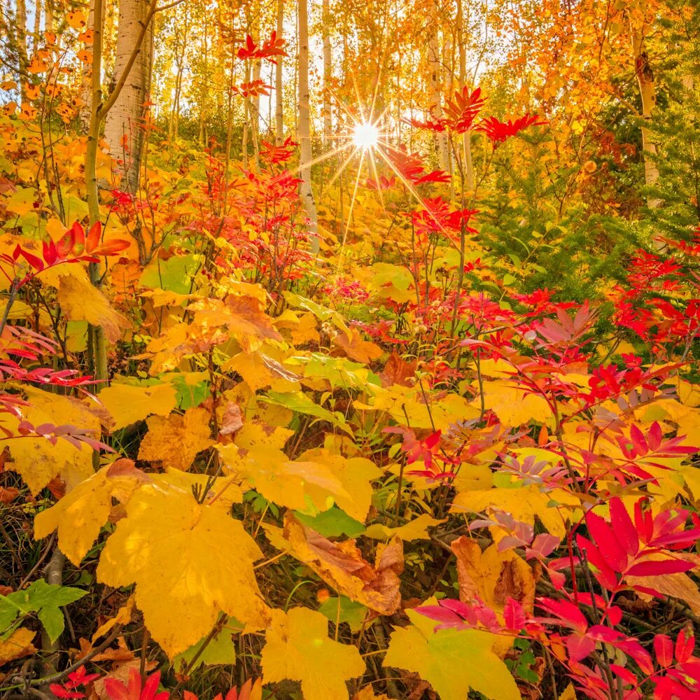 Краски осени. Осенний парк. Осенний листопад. Осенний клен заболоцкий. Солнечная осень.