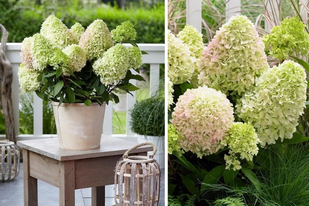 Гортензия метельчатая литтл фреско. Гортензия метельчатая little lime. Гортензия метельчатая little fresco. Гортензия метельчатая литтл фрайз. Метельчатая литл фреско.