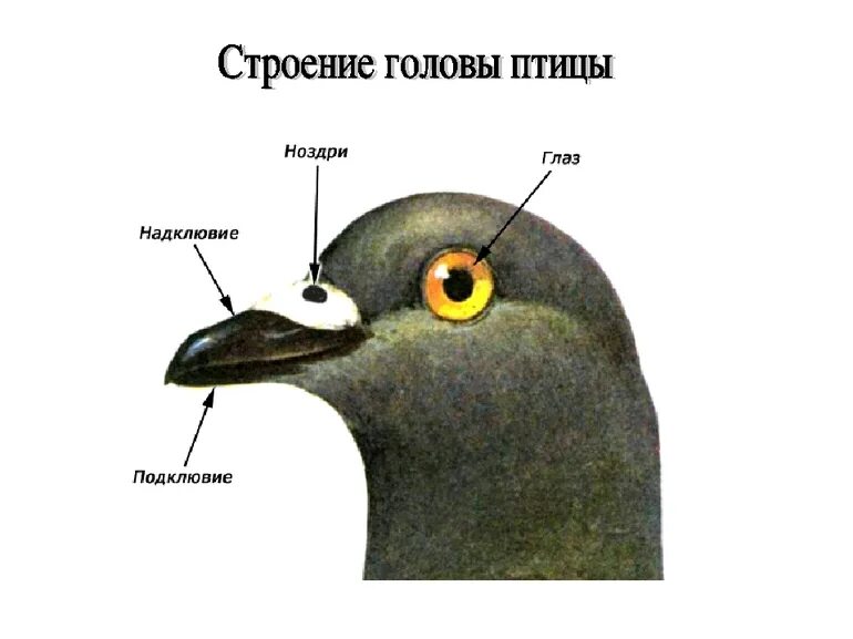 Строение клюва птицы. Строение головы птицы. Строение клюва голубя. Строение головы голубя.