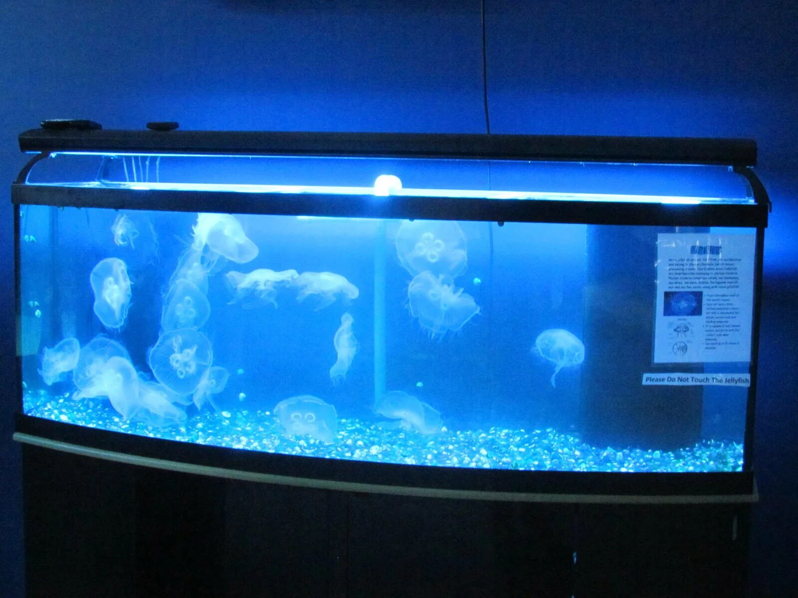 Медуза живая купить. Аквариум с медузами. Большой аквариум с медузами. Медуза в аквариуме Живая.