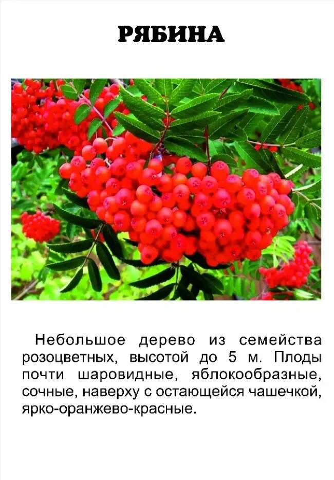 Описание сортов рябины