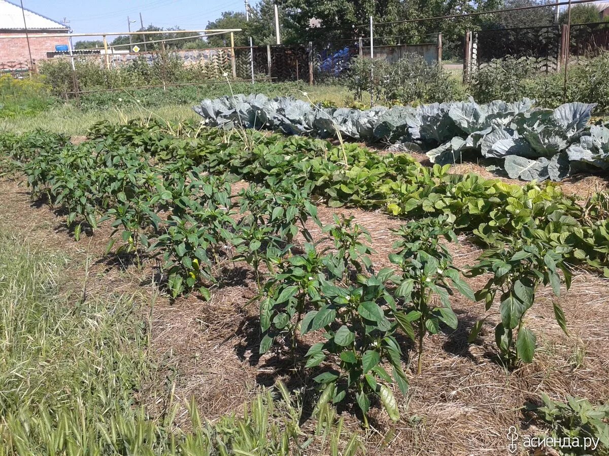 грядки на даче. растения огорода. грядка с клубникой без сорняков. без сорняков. без сорняков.